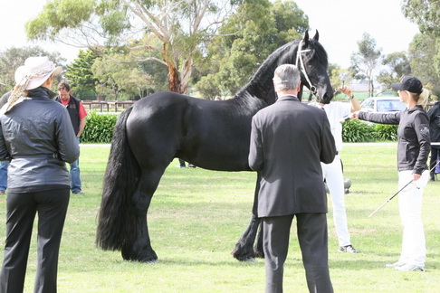 Star stallion
