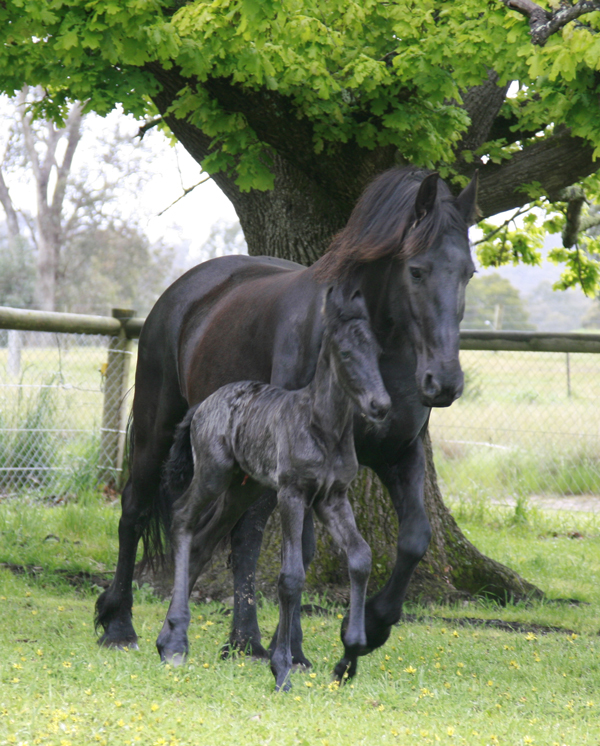 friesian mare & foal