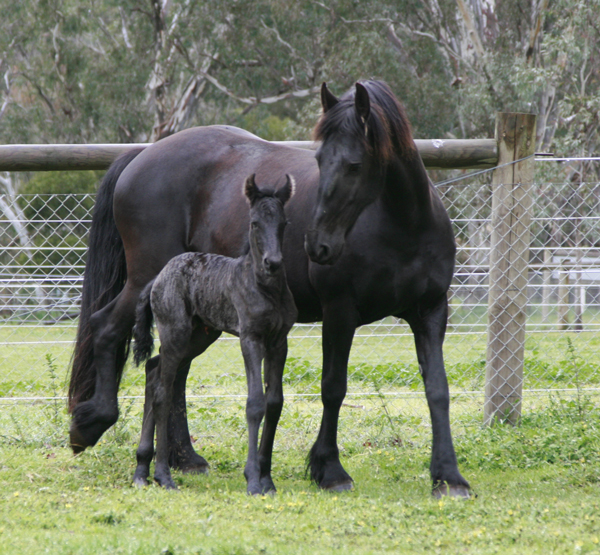 friesian mare and foal