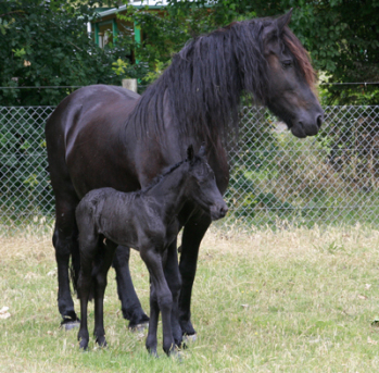 friesian mare & foal