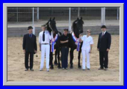 Best Friesian mares at the keuring
