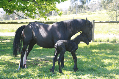 friesian mare & foal