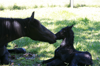 friesian mare & foal