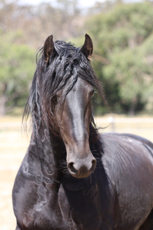 friesian stallion