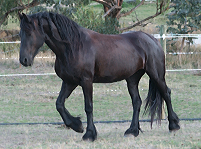 friesian mare ella
