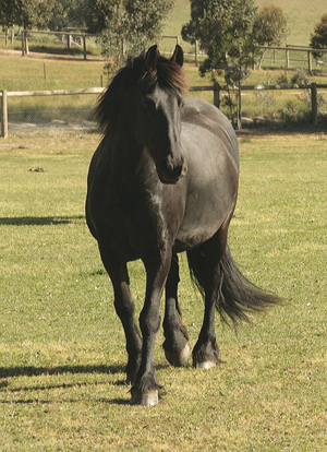 friesian mare